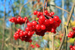 red berries of the viburnum on branch