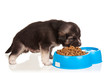 Cute puppy
