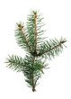 Fir branch