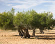 Foto: Olive Orchard Olive Orchard