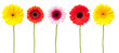 Gerbera, Sammlung vor weissem Hintergrund