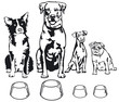 vier Hunde mit Futternapf