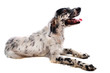 setter anglais