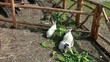 Family of rabbits eat green food inside stockyard