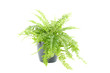 Nephrolepis fern