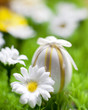 oeuf et fleur de printemps de pâques