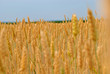 Wheat