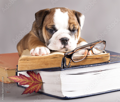 Photo: english Bulldog and book, and glasses english Bulldog and book, and glasses