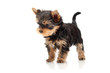 The puppy yorkshire terrier