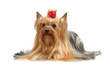 Adult dog yorkshire terrier