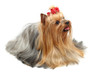 Adult dog yorkshire terrier