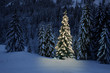 Foto: Weihnachtsbaum Weihnachtsbaum