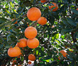 tangerines on branch