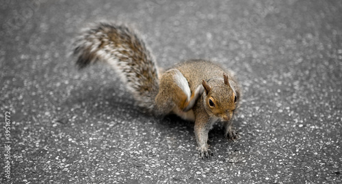 Photo: Ardilla Ardilla