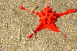 Red starfish
