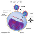 HIV entry to T cell, eps8