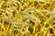 Golden ears of wheat Golden ears of wheat