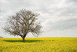 Lonely Tree in a Yellow Field Lonely Tree in a Yellow Field