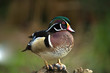 Wood Duck