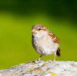 Sparrow