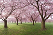 japanische Kirschblüten, Baumreihen in Park