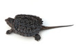 Snapping Turtle