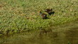 Common moorhen seen in a Florida lake