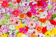 The colorful flowers