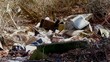 illegal dump