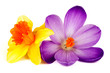 Blüte von Krokus und Narzisse