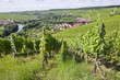 weinreben in unterfranken an der mainschleife