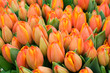 Photo: tulpen tulpen