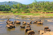 Elefantengruppe auf Sri Lanka