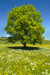 Baum Buche
