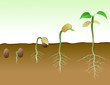 Vector: Sequence of bean seeds germination in soil Sequence of bean seeds germination in soil