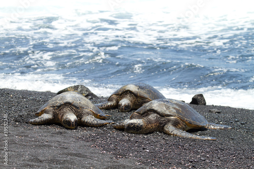 Photo: green sea turtles (Big Island, Hawaii) green sea turtles (Big Island, Hawaii)