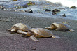 green sea turtles (Big Island, Hawaii)