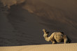 camel in desert