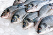 Gilthead (Sparus aurata) on ice