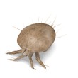 Illustration: 3d render of mite bug 3d render of mite bug