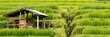 Bali, water management in rice field