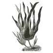 Algues (laminaria digitata)