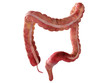 Colon, 3d render