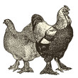Poule Brahmas