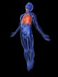 Männliche Anatomie mit markierter Lunge Männliche Anatomie mit markierter Lunge