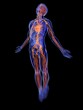 Männliche Anatomie mit vaskulärem System