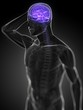 Männliche Anatomie - markiertes Gehirn