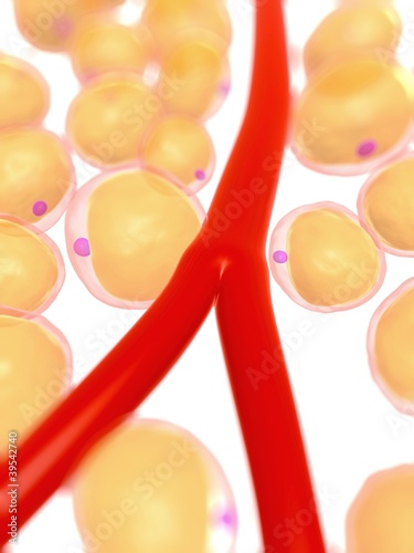Illustration: 3d rendered, medical illustration of some fat cells 3d rendered, medical illustration of some fat cells