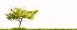 Arbre dans une prairie verdoyante