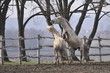 Fight of Lipizzaner stallions